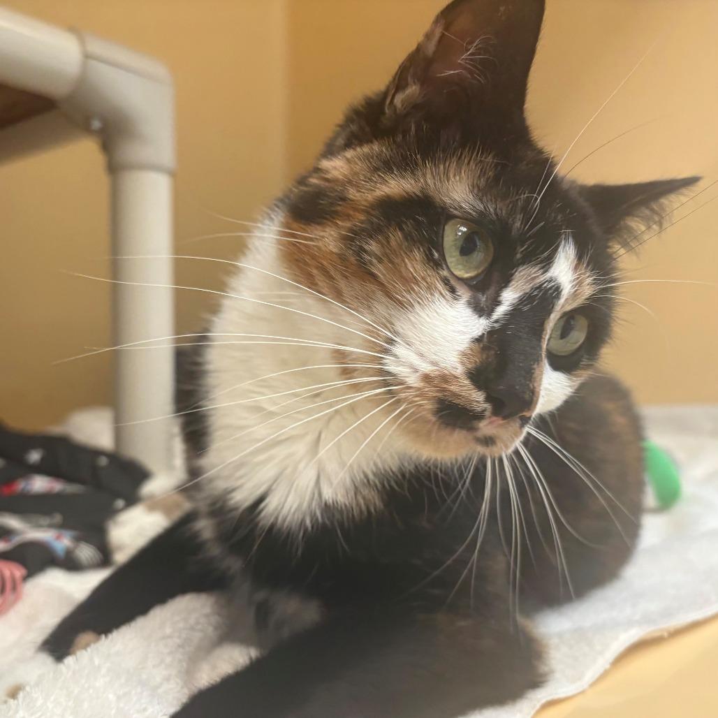 Enlarge Niblet, a Adoptable Domestic Short Hair in East Hanover, NJ image 2/6