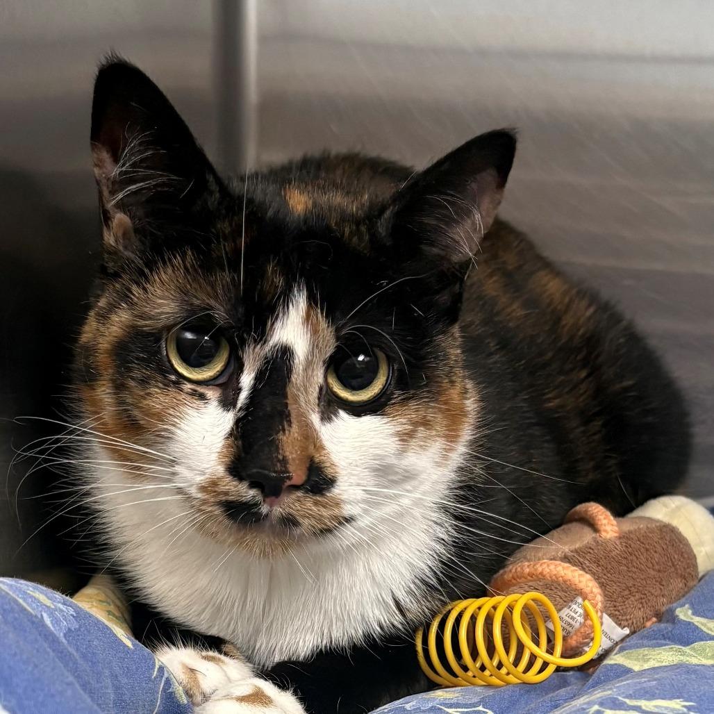 Enlarge Niblet, a Adoptable Domestic Short Hair in East Hanover, NJ image 3/6