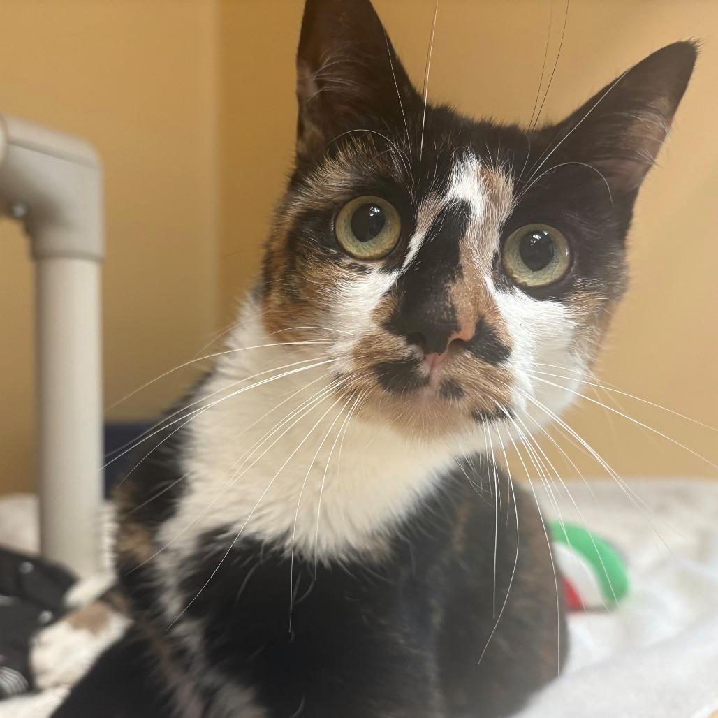 Enlarge Niblet, a Adoptable Domestic Short Hair in East Hanover, NJ image 4/6