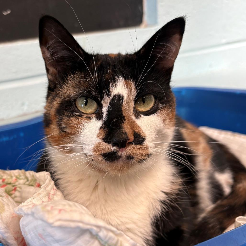 Enlarge Niblet, a Adoptable Domestic Short Hair in East Hanover, NJ image 5/6
