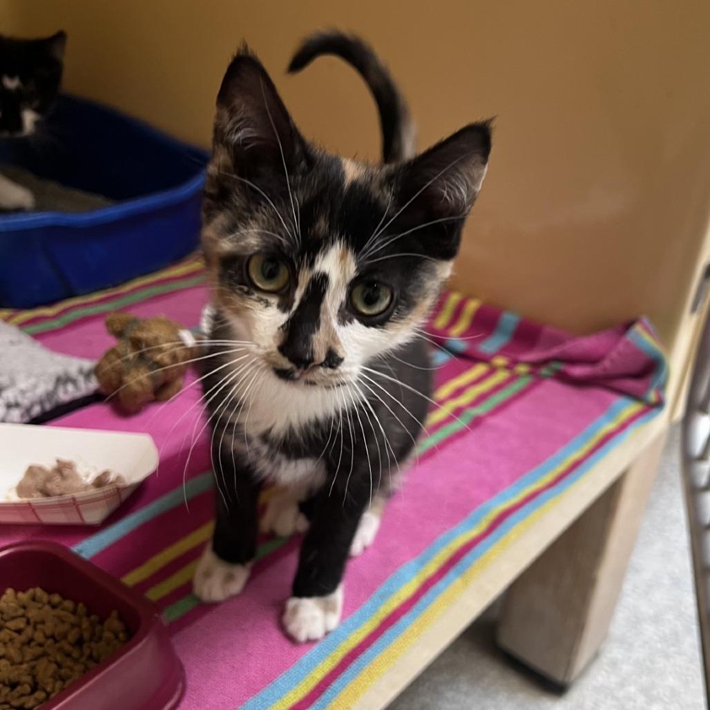 Enlarge Niblet, a Adoptable Domestic Short Hair in East Hanover, NJ image 6/6