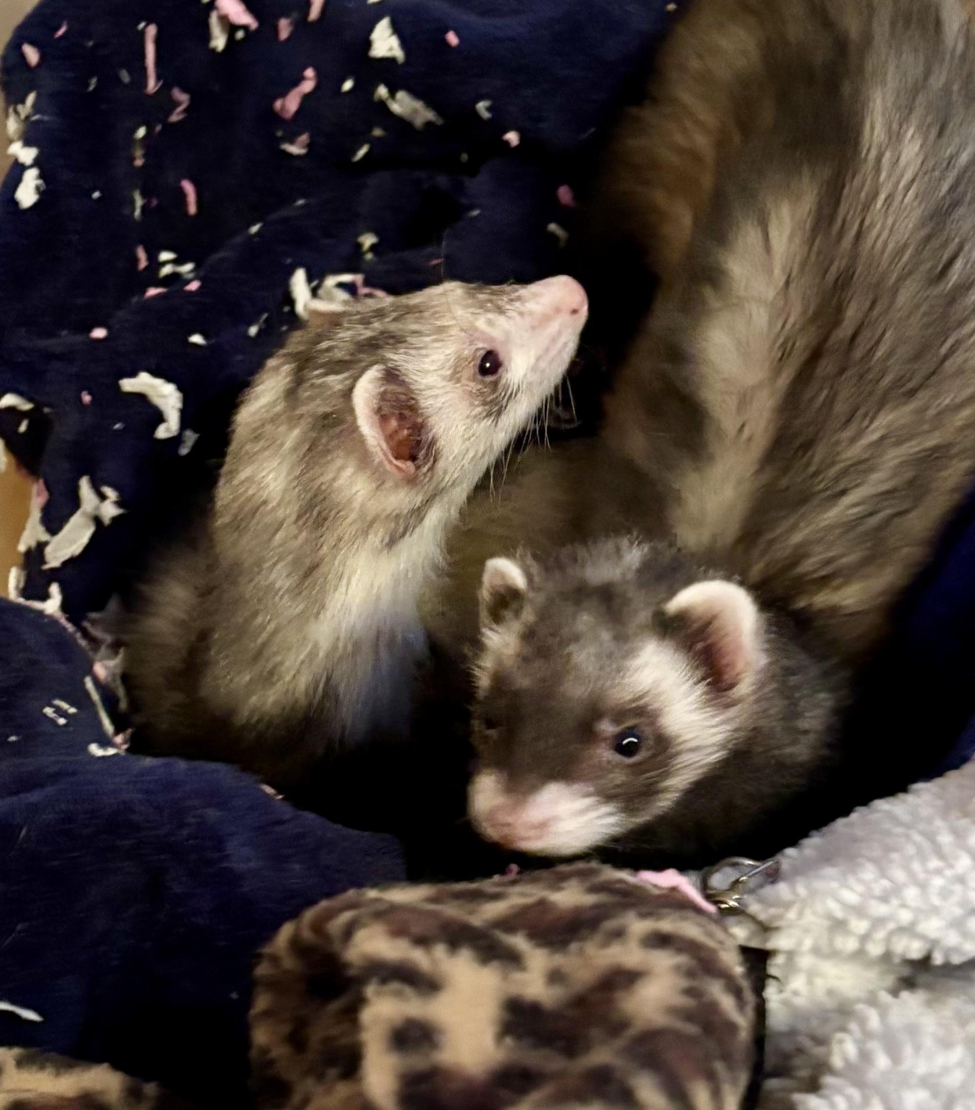 Enlarge Wandy, a Adoptable Ferret in Andover, CT image 2/6