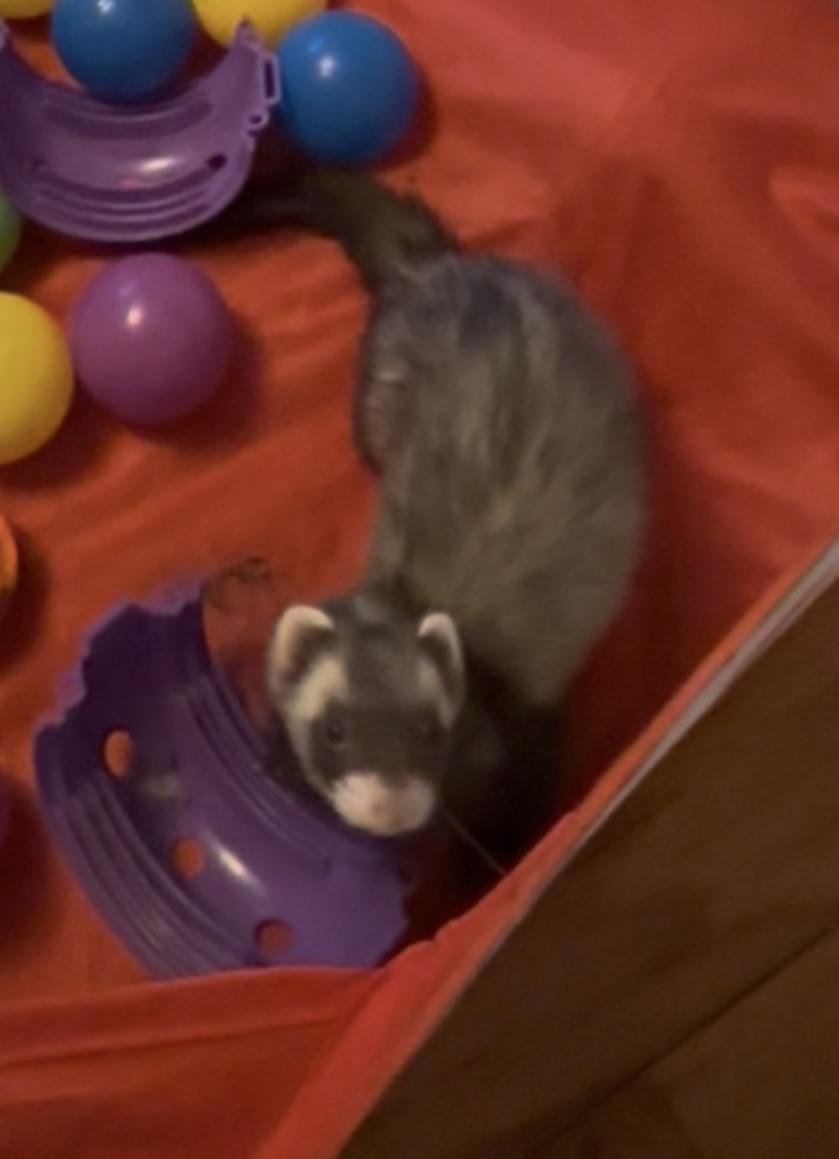 Enlarge Wandy, a Adoptable Ferret in Andover, CT image 6/6