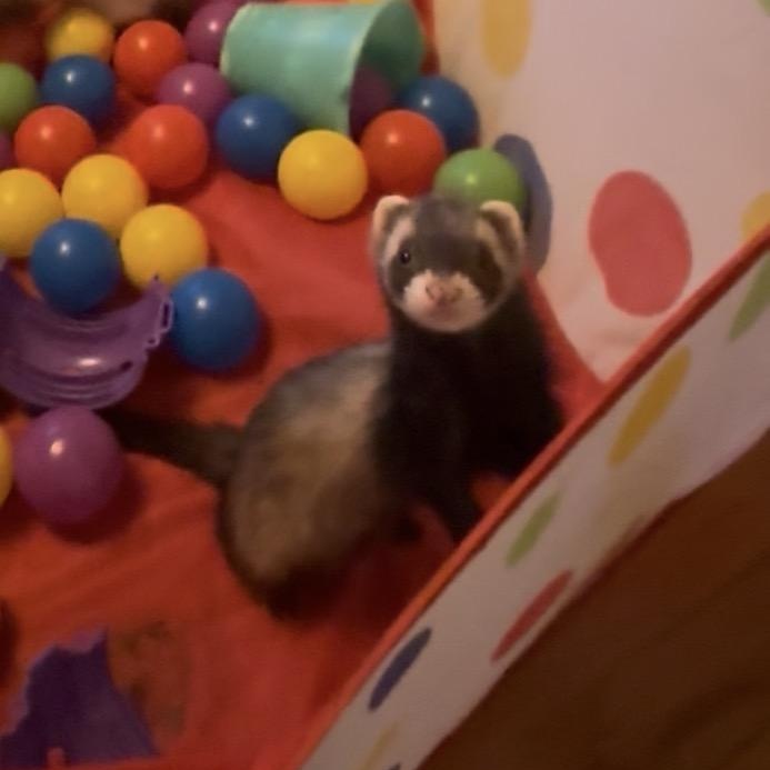Enlarge Wandy, a Adoptable Ferret in Andover, CT image 1/6