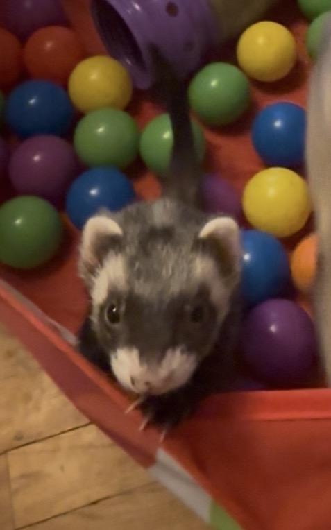 Enlarge Wandy, a Adoptable Ferret in Andover, CT image 5/6
