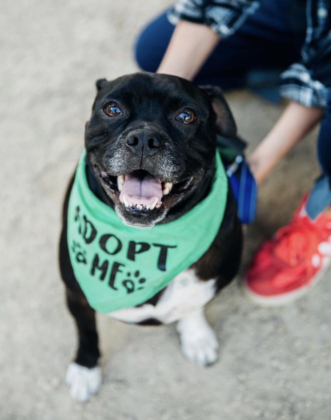 Enlarge Sparky, a Adoptable mixed breed in Burbank, CA image 1/6