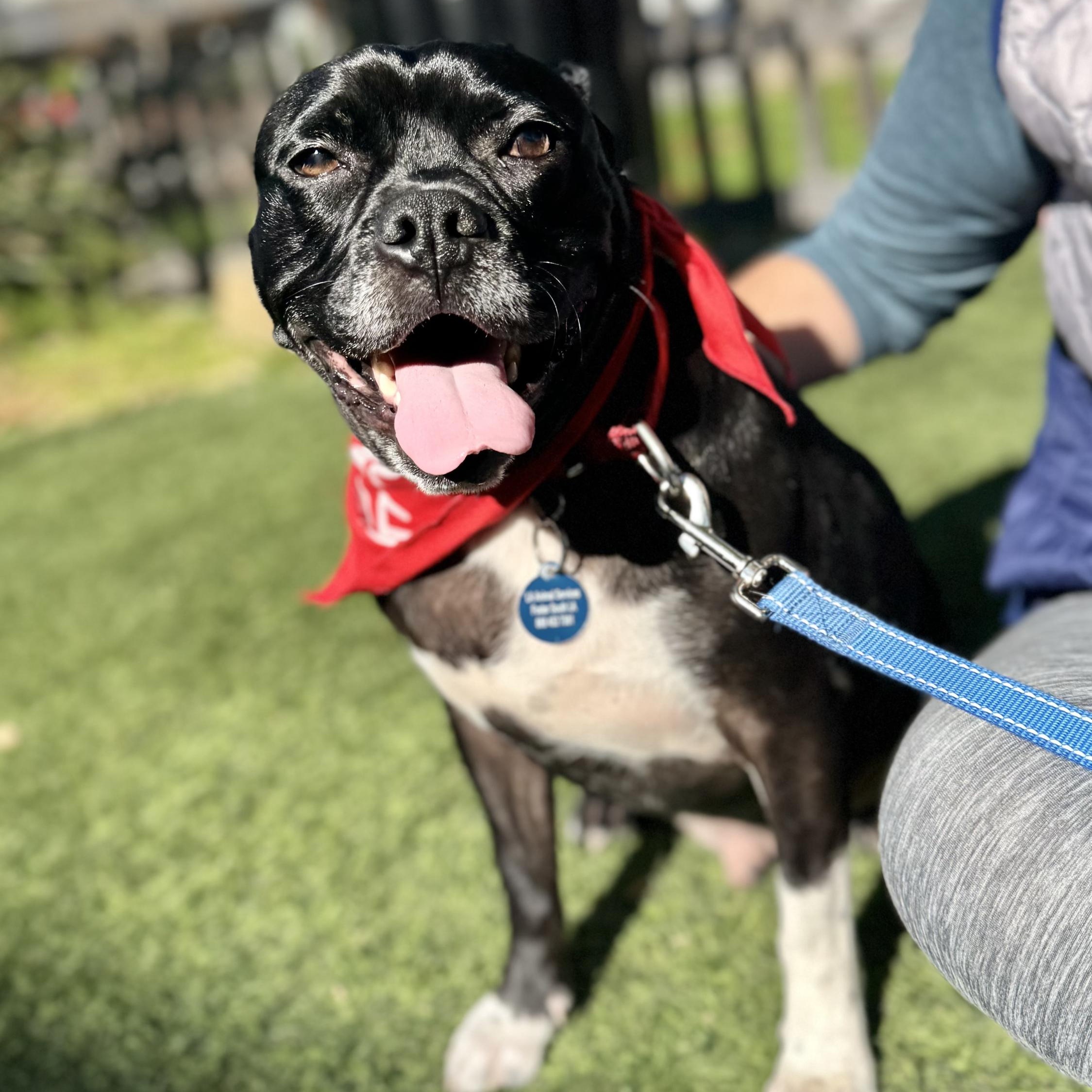 Sparky, a Adoptable mixed breed in Burbank, CA image 1/6