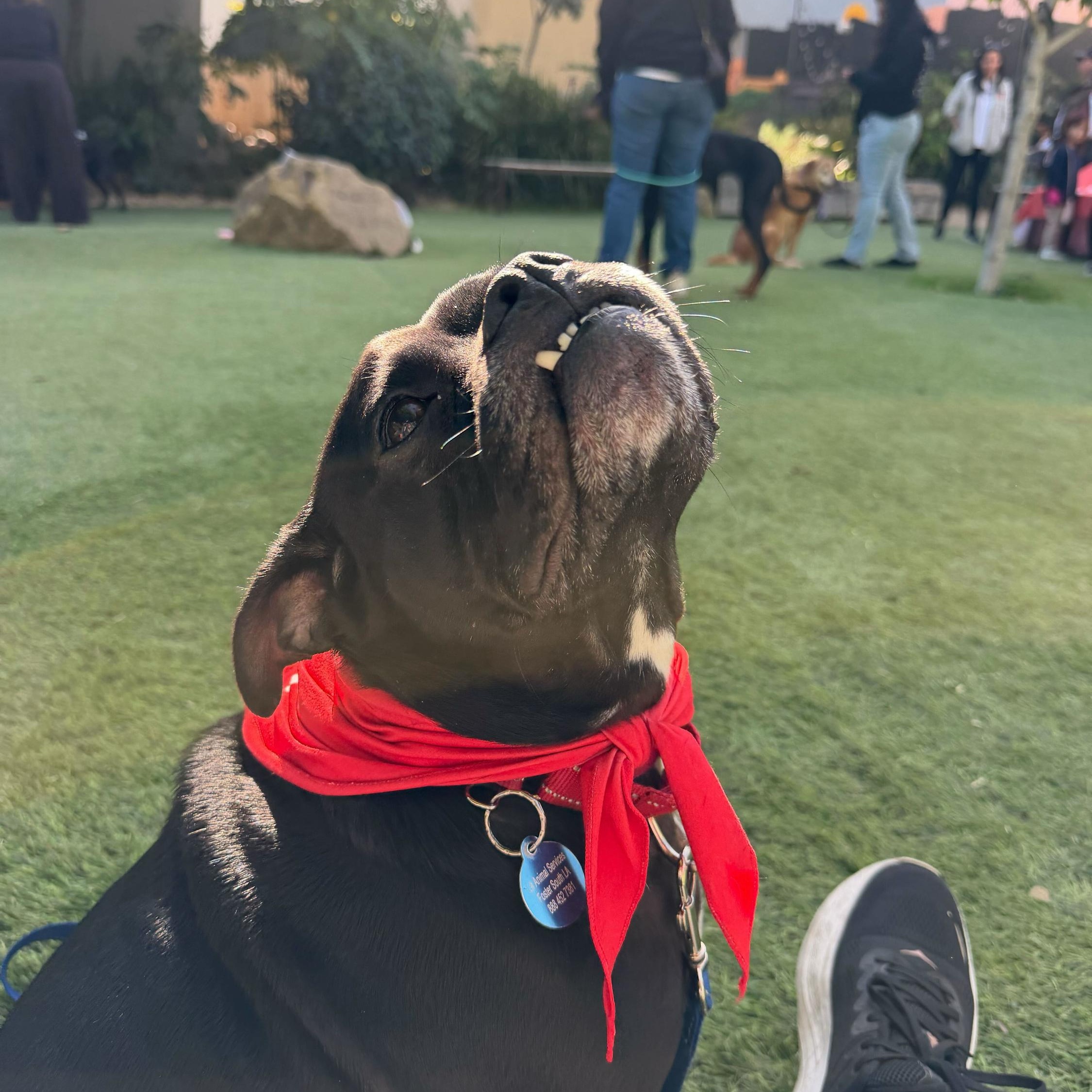 Sparky, a Adoptable mixed breed in Burbank, CA image 4/6