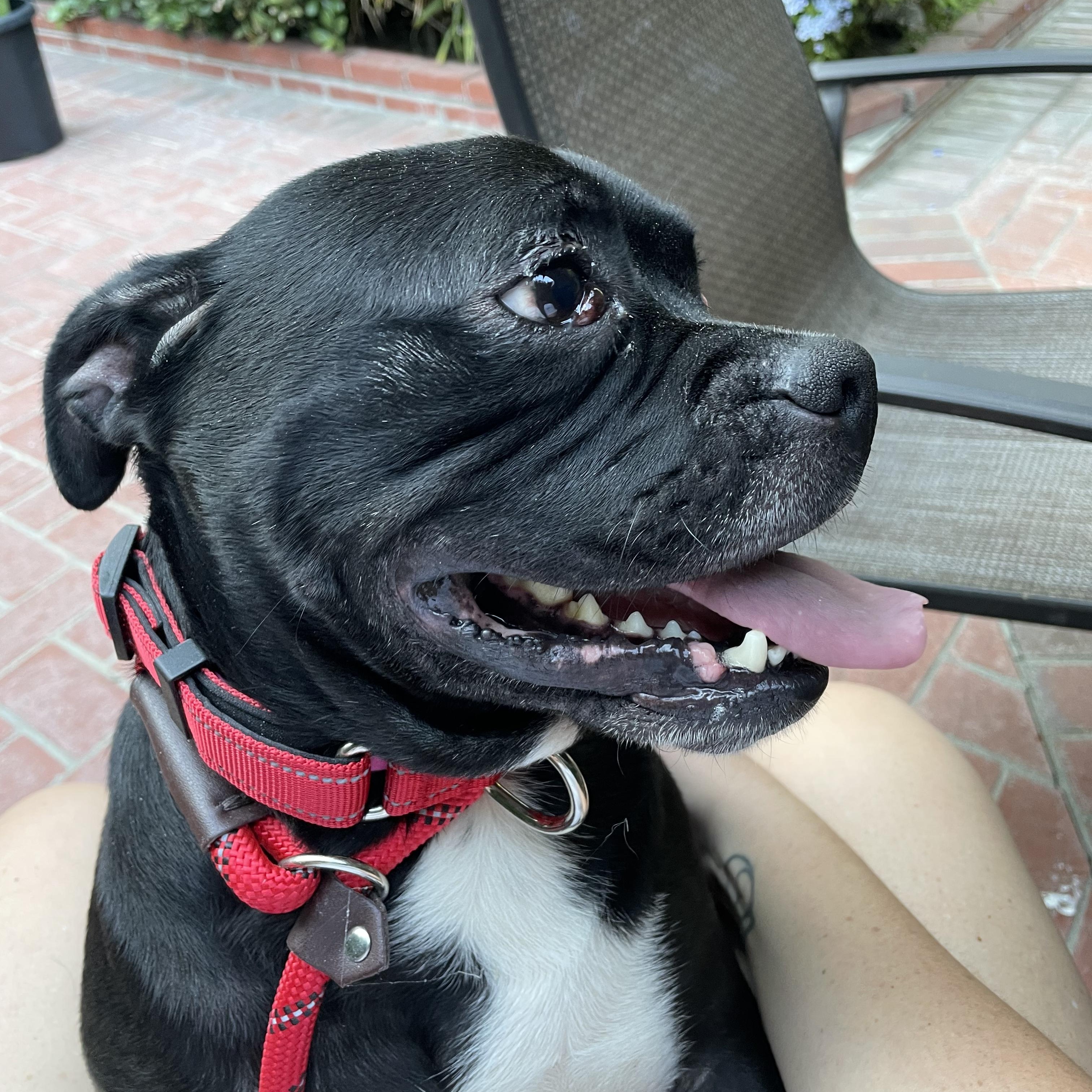 Enlarge Sparky, a Adoptable mixed breed in Burbank, CA image 3/5