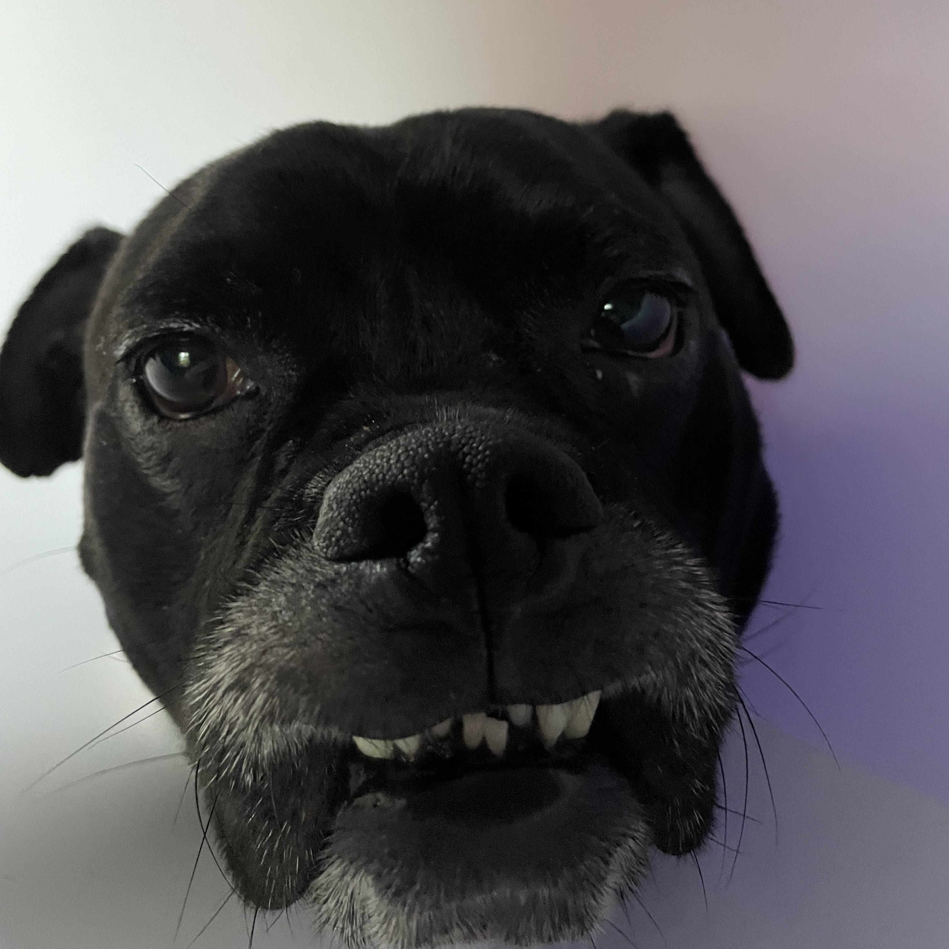 Sparky, Adoptable, Adult Male Boxer & Bulldog.