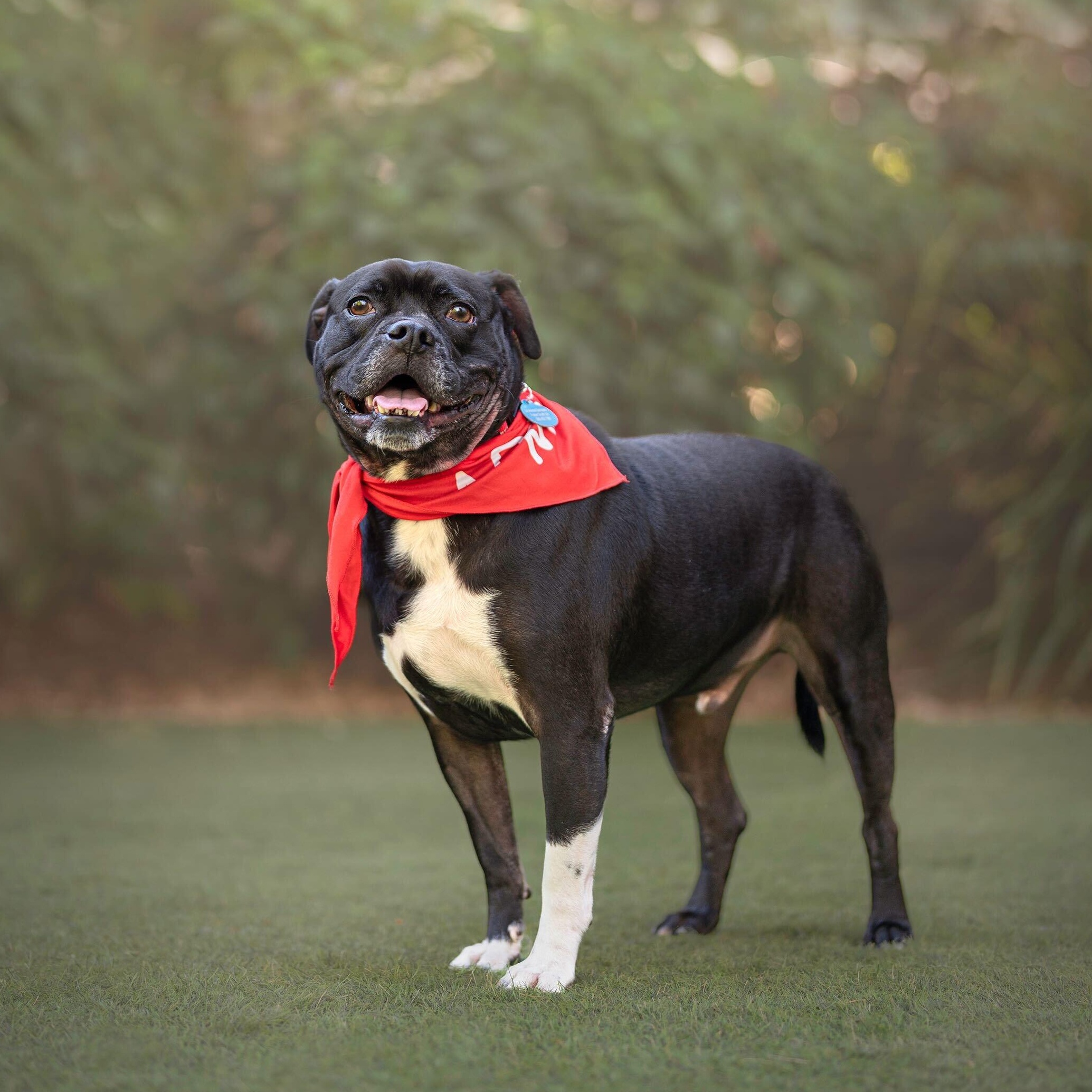 Sparky, Adoptable, Adult Male Boxer & Bulldog.