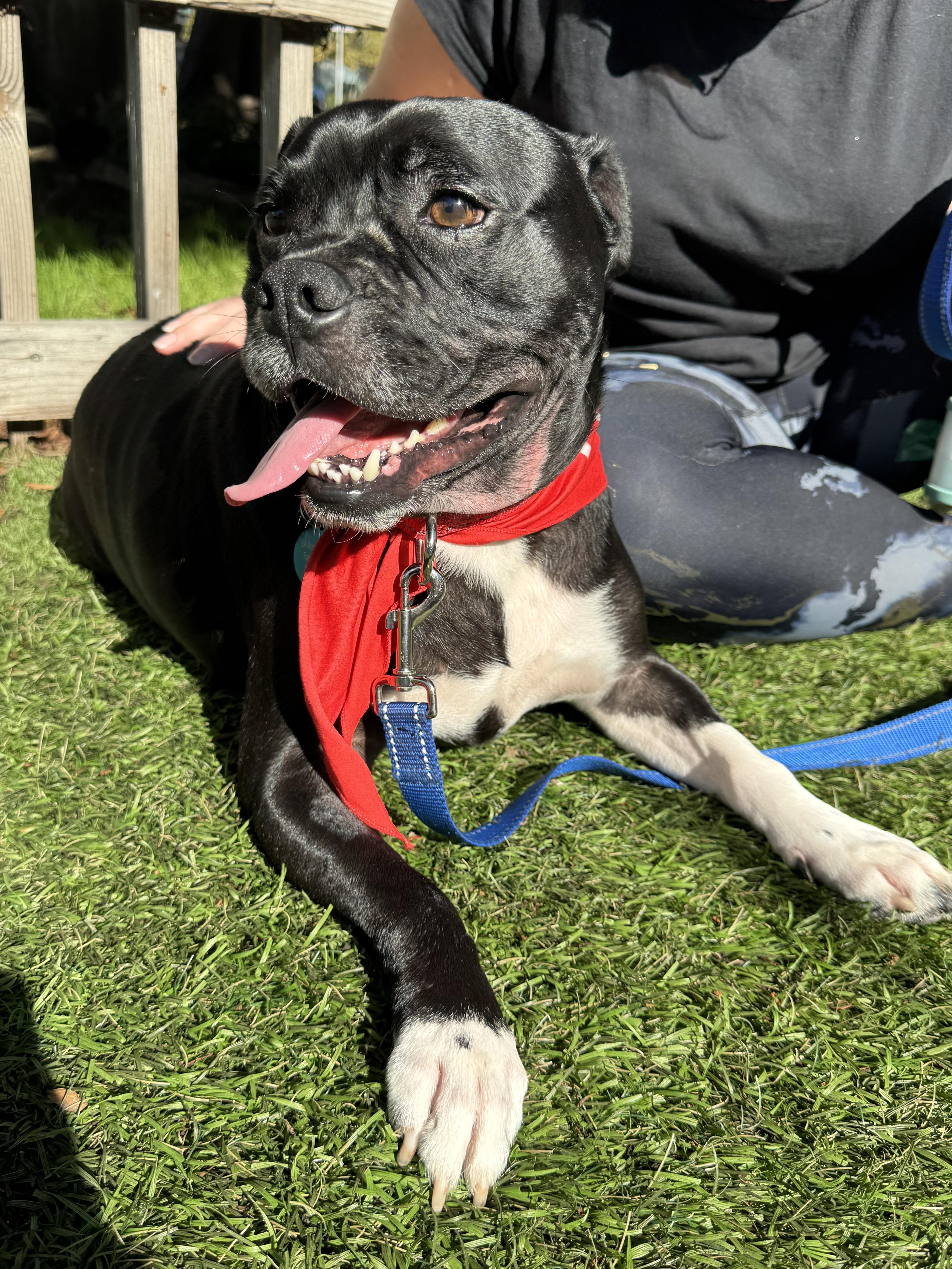 Enlarge Sparky, a Adoptable mixed breed in Burbank, CA image 4/6