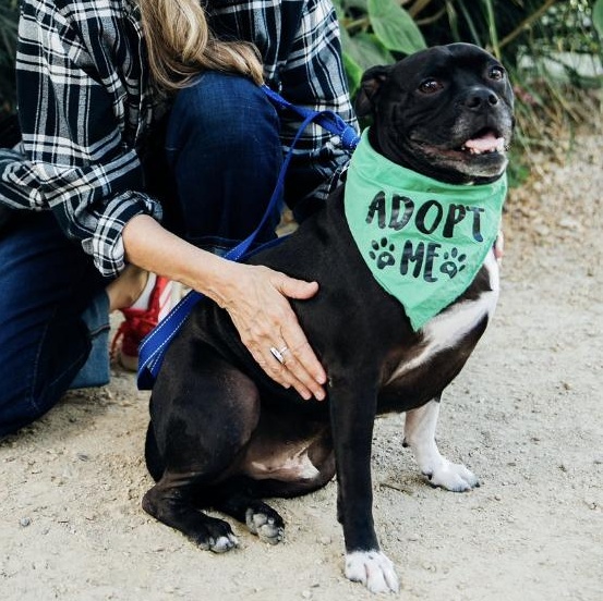 Enlarge Sparky, a Adoptable mixed breed in Burbank, CA image 2/6