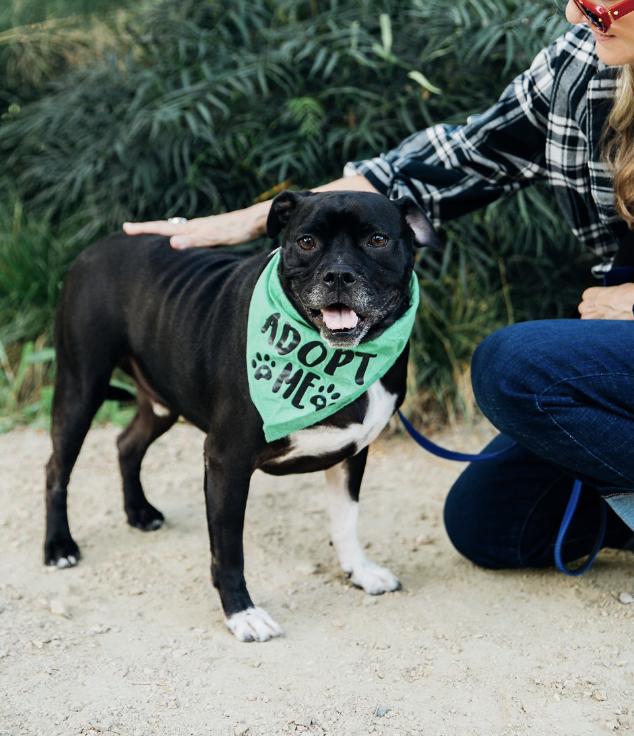 Enlarge Sparky, a Adoptable mixed breed in Burbank, CA image 3/6