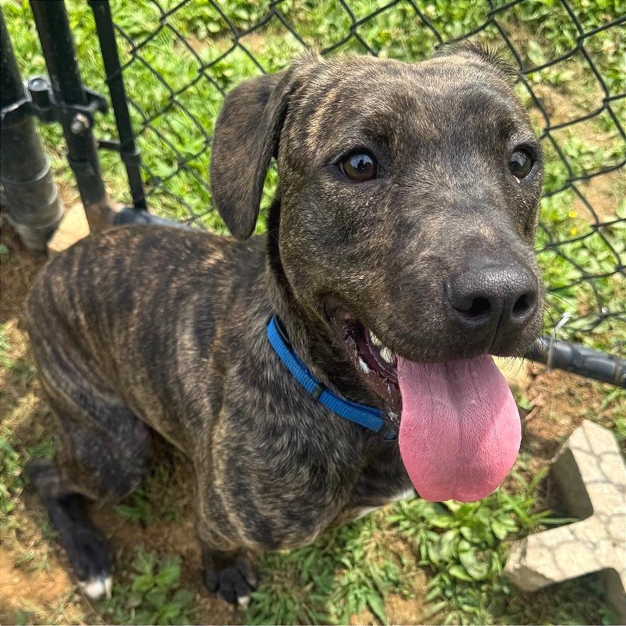Gooze, Adoptable, Young Male Mixed Breed.