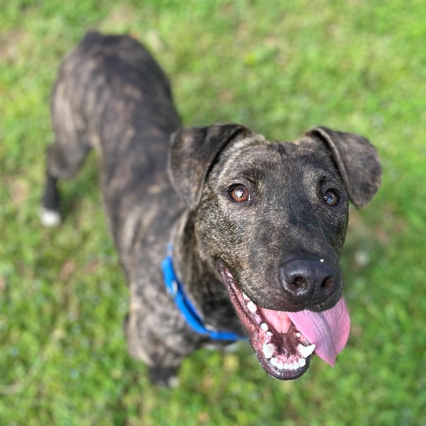 Enlarge Gooze, a Adoptable Mixed Breed in Chattanooga, TN image 1/6