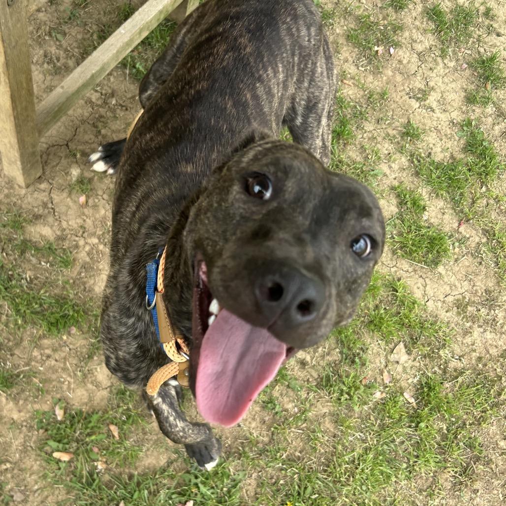 Enlarge Gooze, a Adoptable Mixed Breed in Chattanooga, TN image 2/6