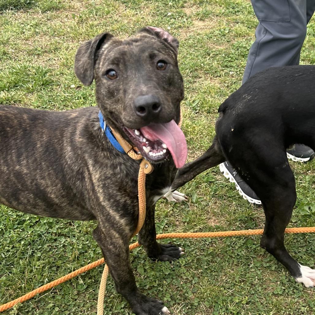 Enlarge Gooze, a Adoptable Mixed Breed in Chattanooga, TN image 4/6