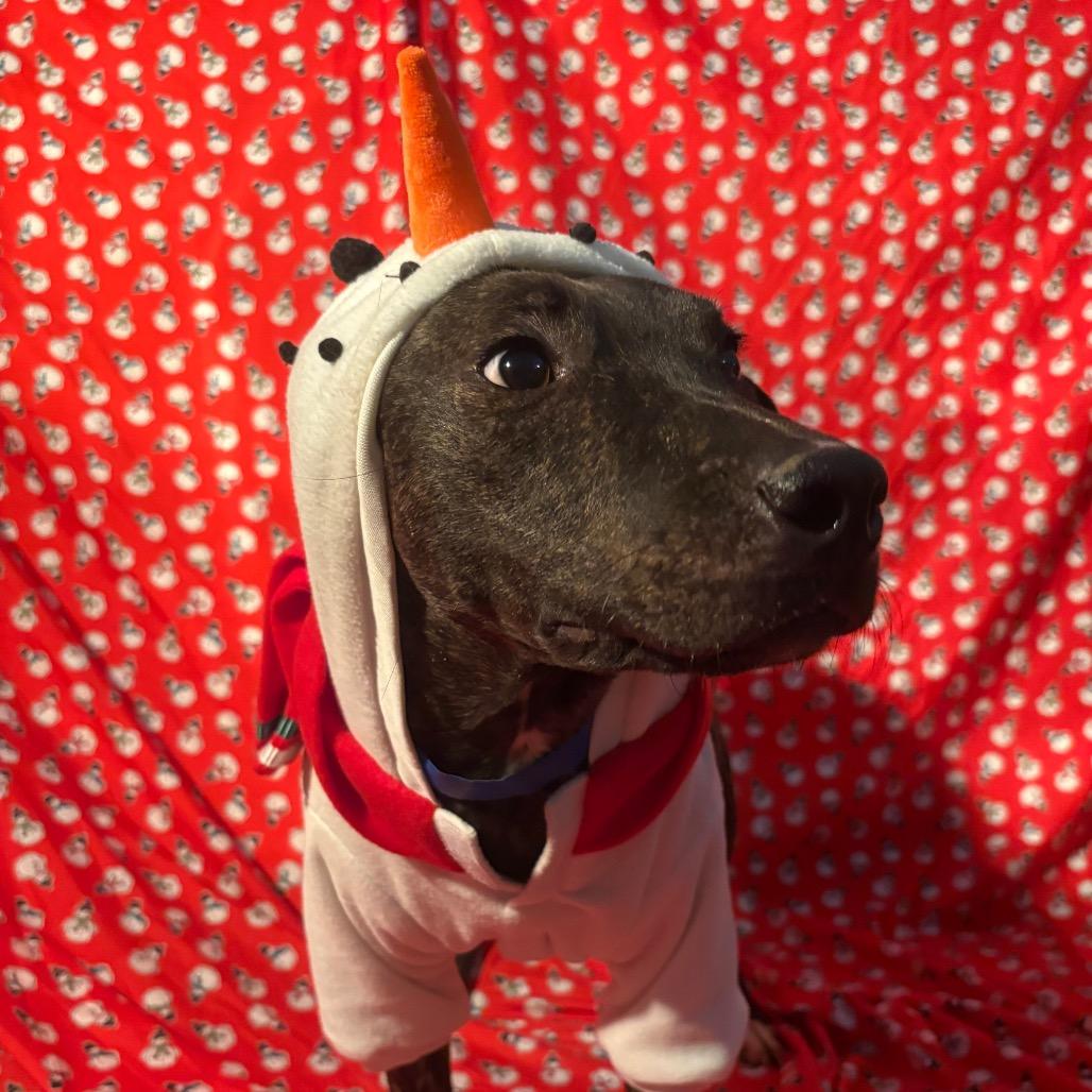 Enlarge Gooze, a Adoptable Mixed Breed in Chattanooga, TN image 5/6