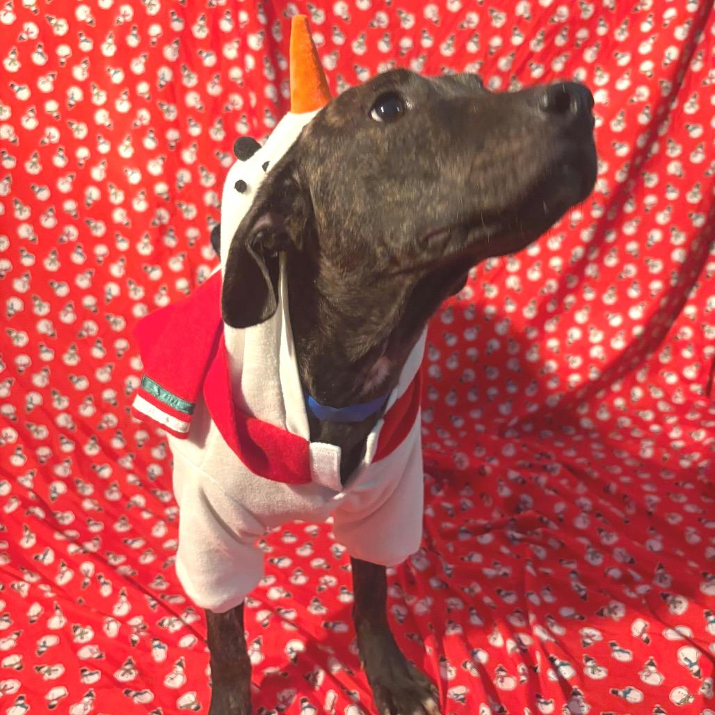 Enlarge Gooze, a Adoptable Mixed Breed in Chattanooga, TN image 6/6
