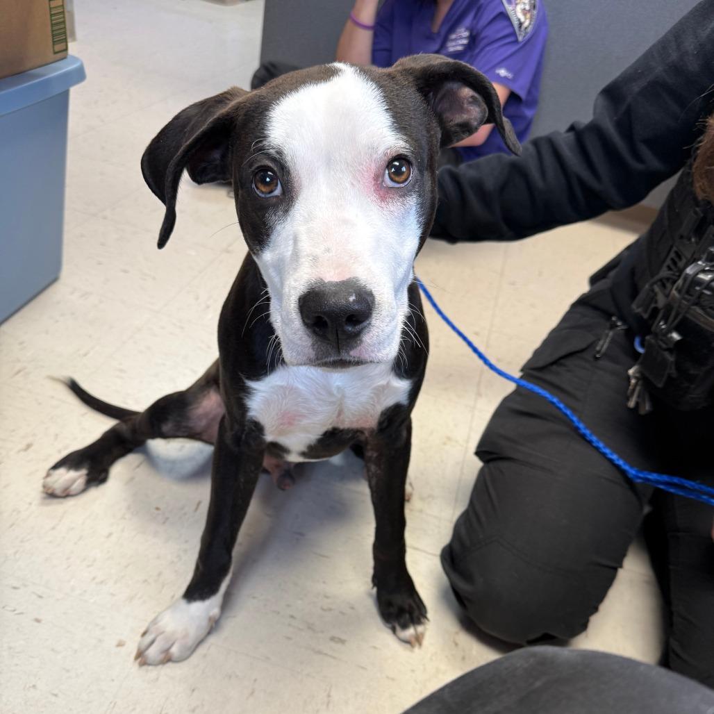 Frankie, Adoptable, Young Male Mixed Breed.