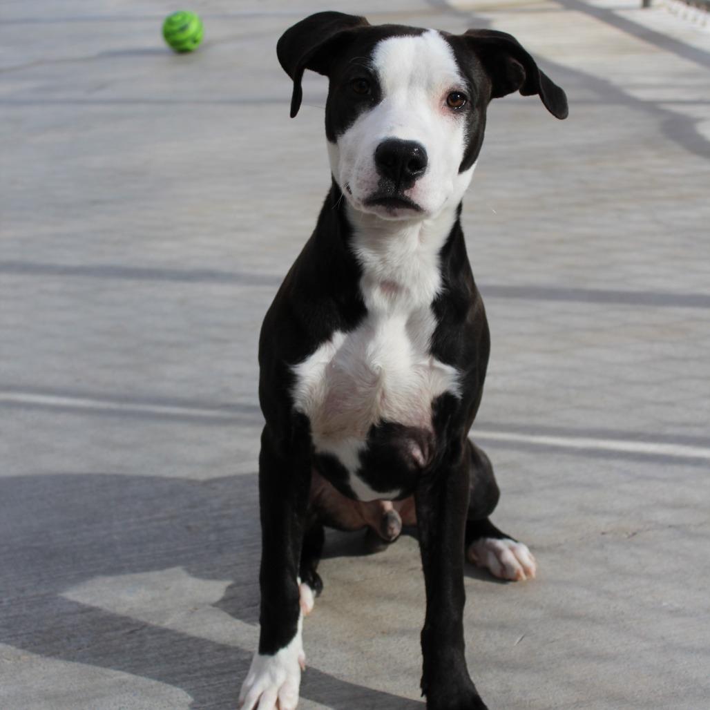 Enlarge Frankie, a Adoptable Mixed Breed in McPherson, KS image 4/6