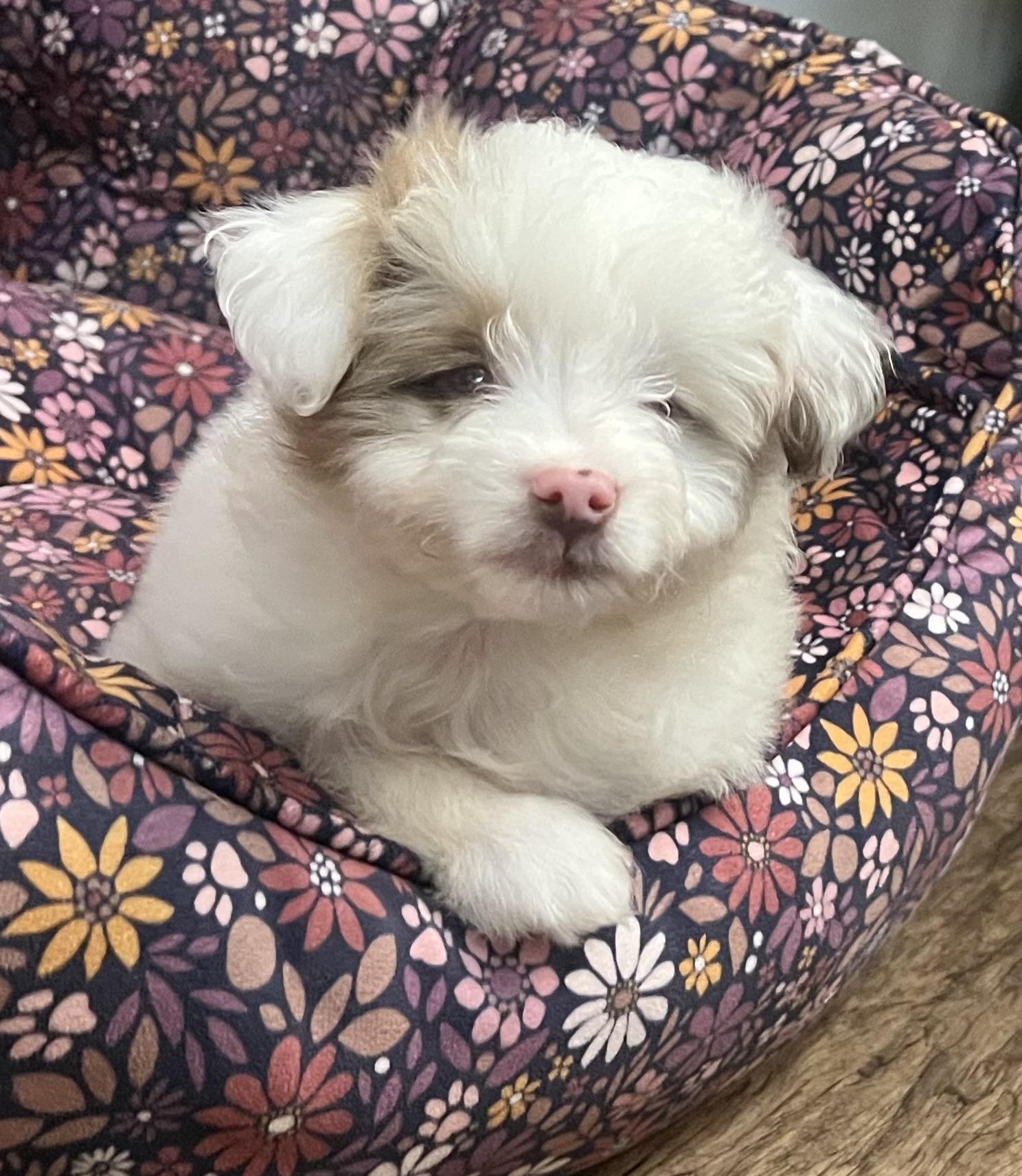 Enlarge AURA, an adopted Aussiedoodle in Belmont, NY image 2/3