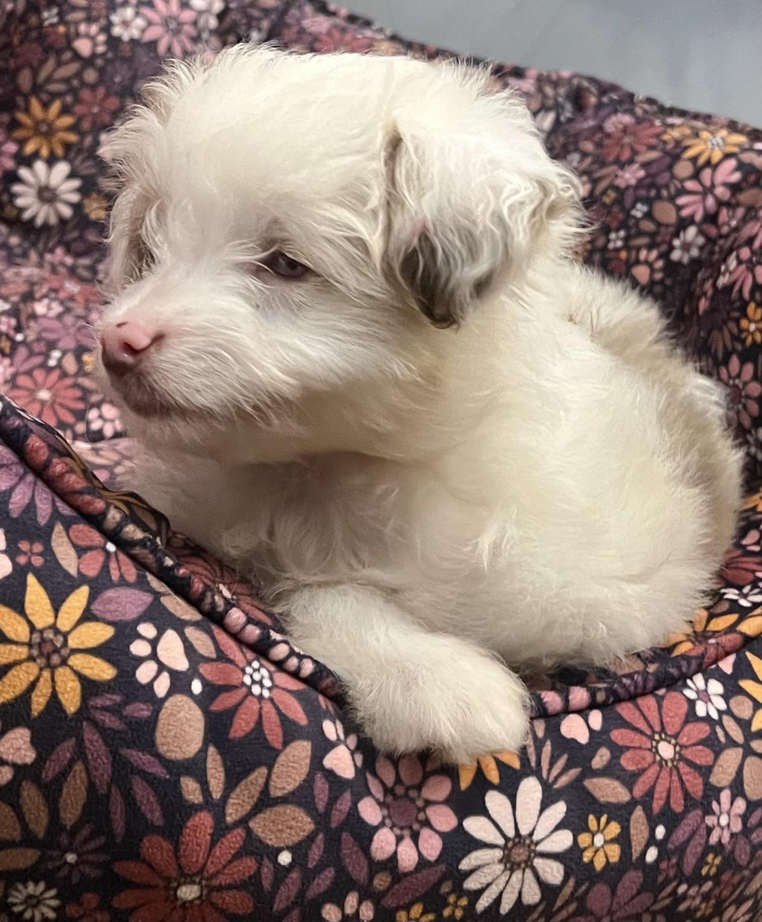 Enlarge AURA, an adopted Aussiedoodle in Belmont, NY image 3/3