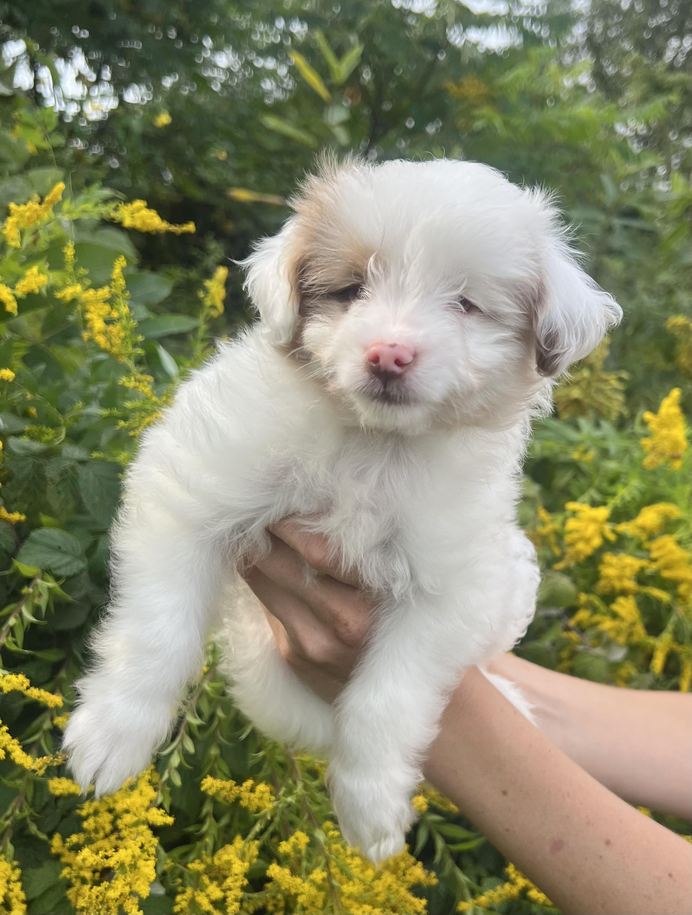 AURA, adopted, Puppy Female Aussiedoodle.