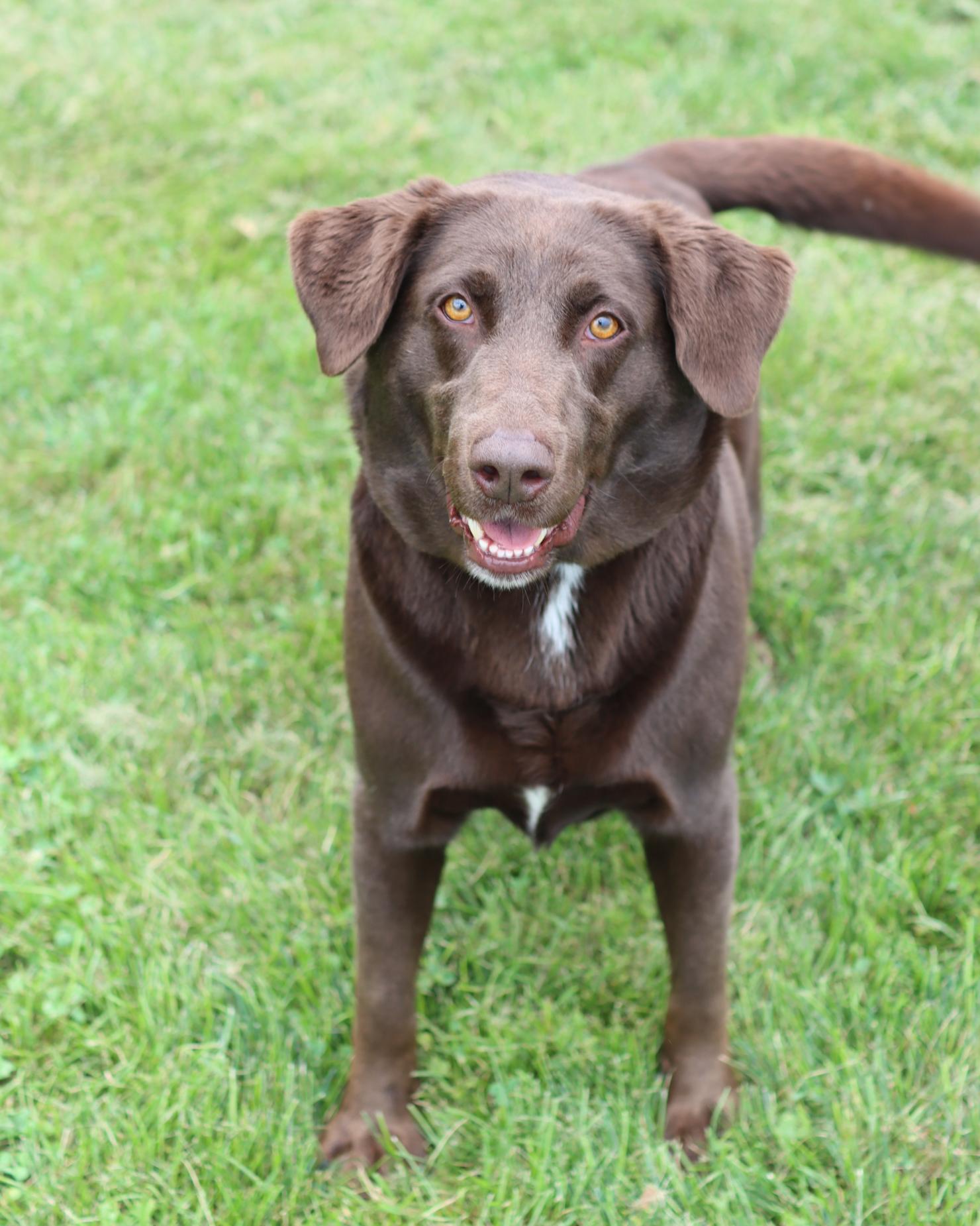 Wren, Adult Female Labrador Retriever