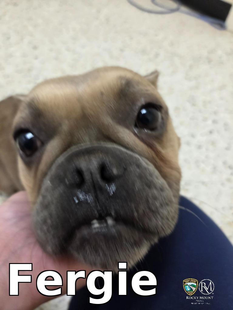 Fergie, a Adoptable American Bully in Rocky Mount, NC image 1/2