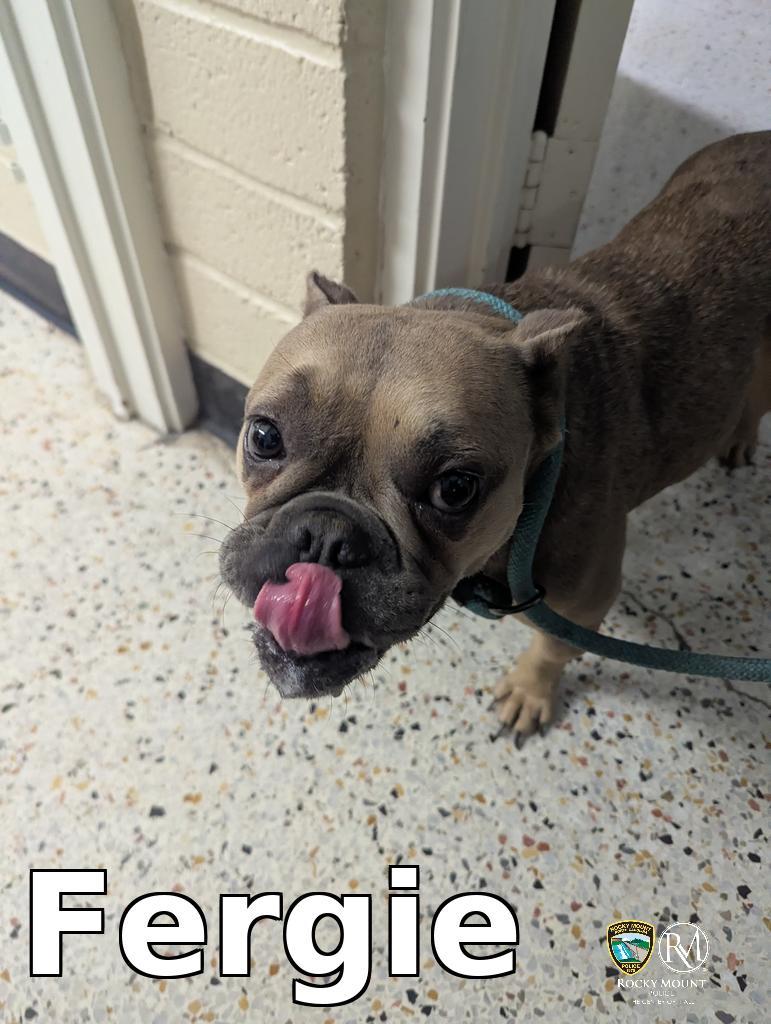 Fergie, a Adoptable American Bully in Rocky Mount, NC image 2/2