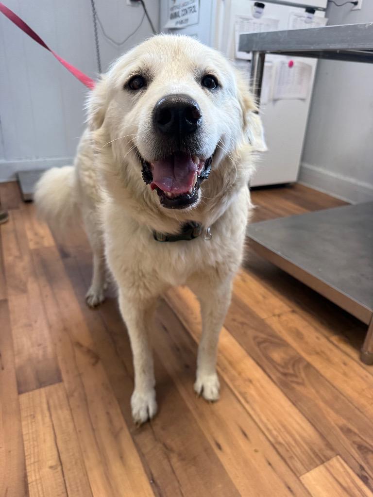 Bianca, Adoptable, Adult Female Great Pyrenees & Mixed Breed.
