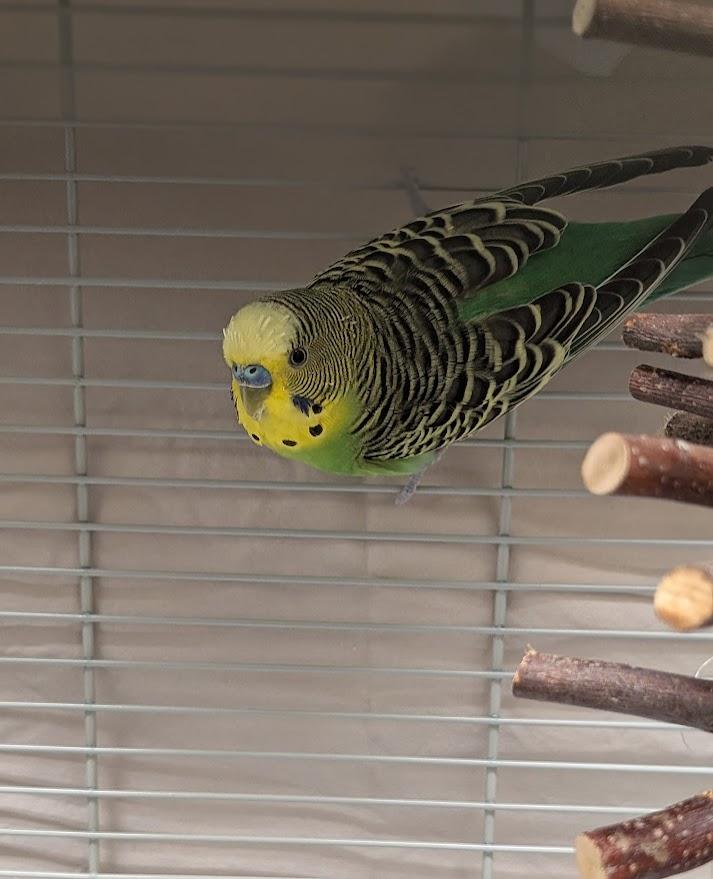 Justin Beaker, ADOPTABLE, Adult Male Parakeet (Other).