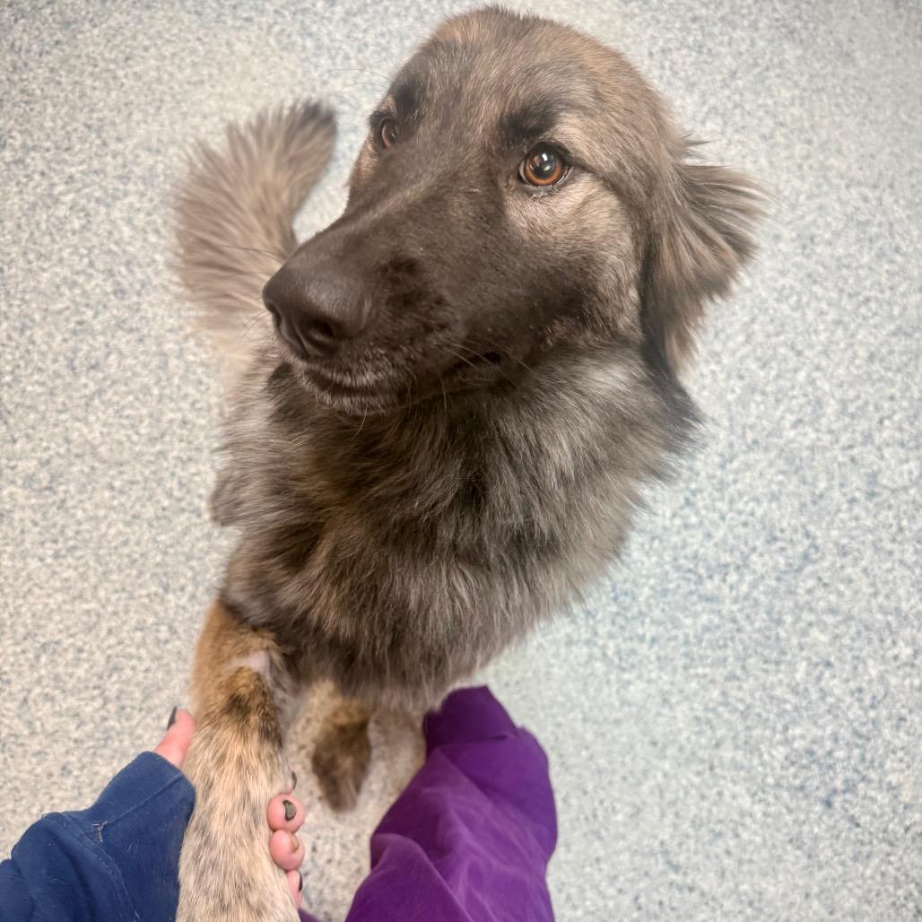 Regina, Adoptable, Adult Female Husky & Shepherd.