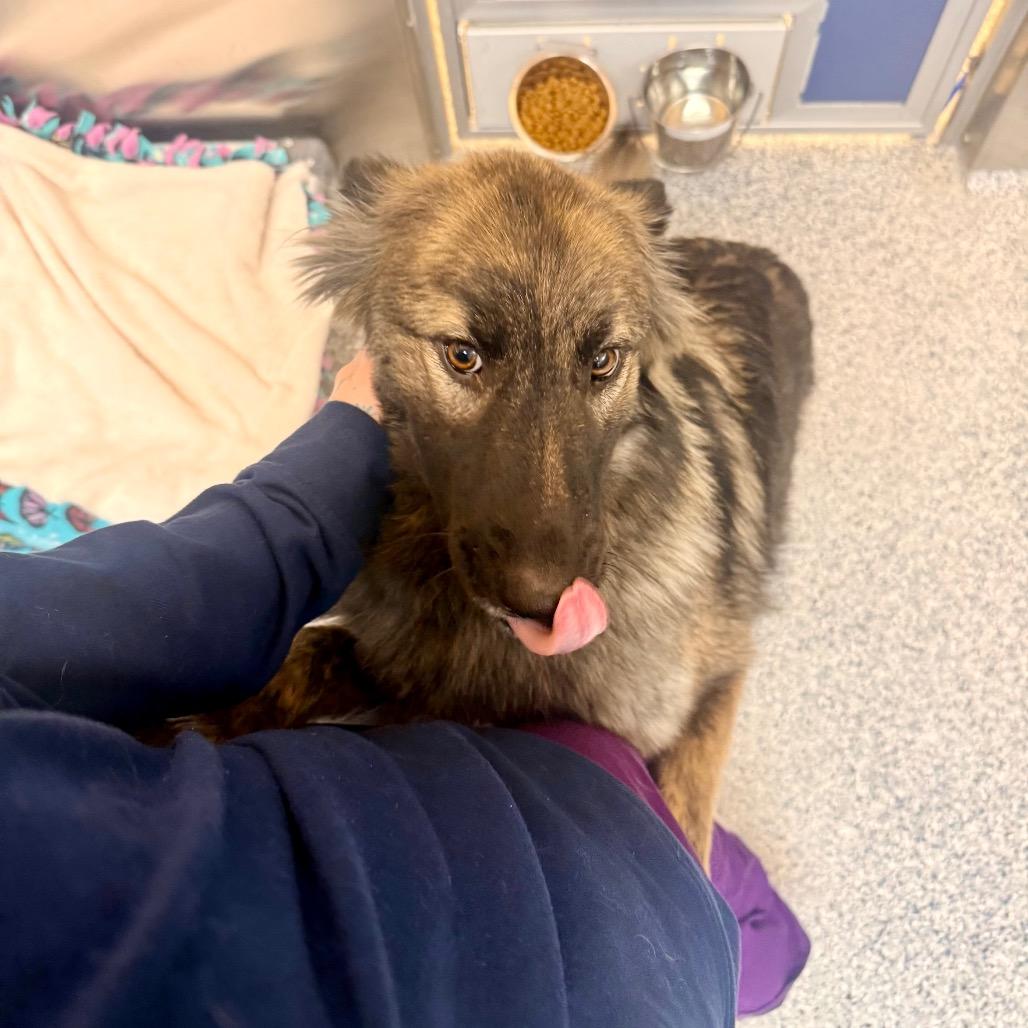 Enlarge Regina, a Adoptable mixed breed in Great Falls, MT image 3/6