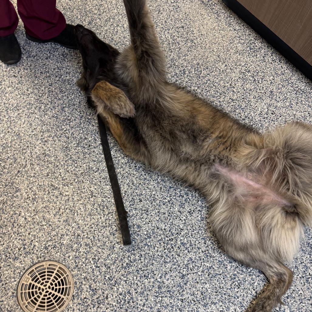 Enlarge Regina, a Adoptable mixed breed in Great Falls, MT image 4/6