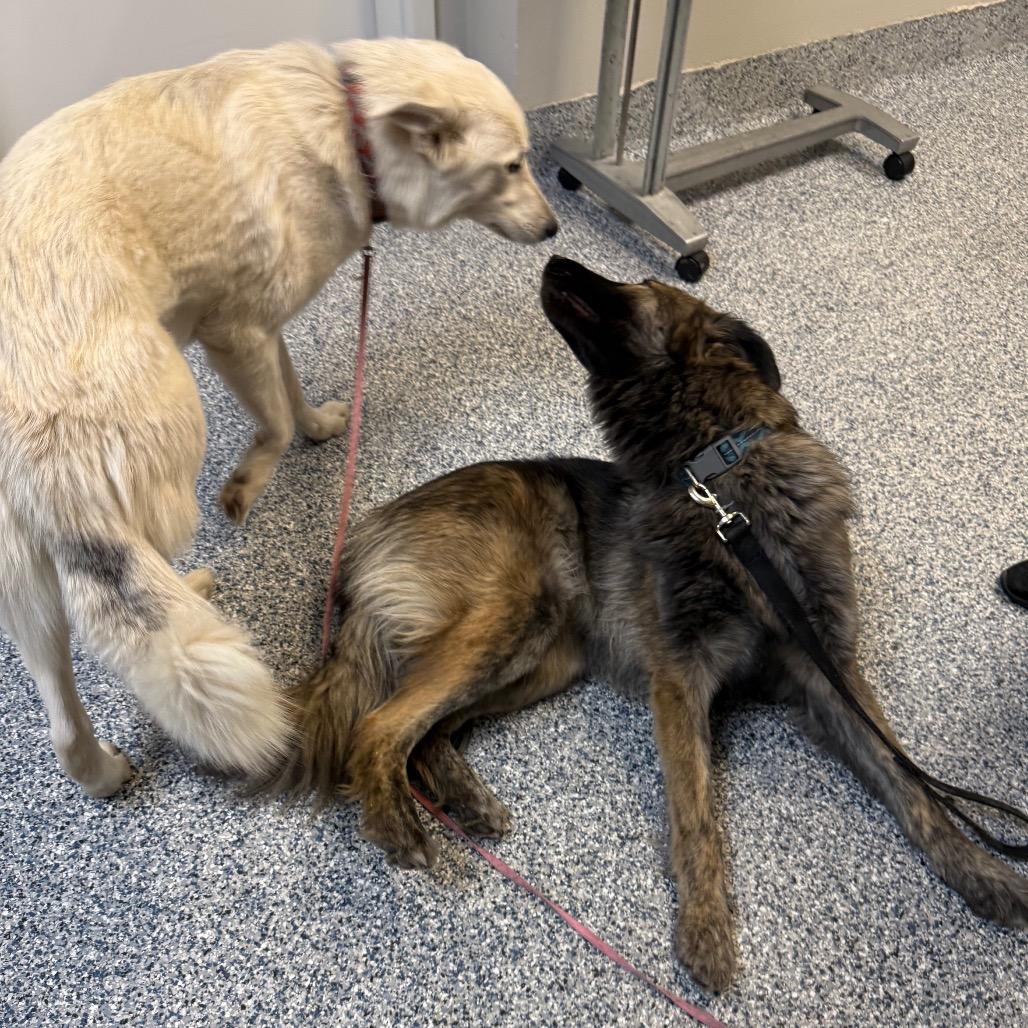 Enlarge Regina, a Adoptable mixed breed in Great Falls, MT image 5/6