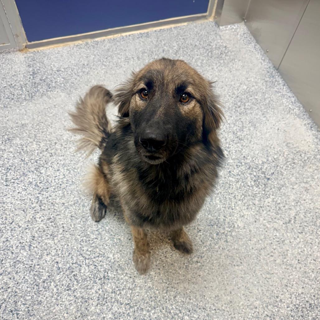 Enlarge Regina, a Adoptable mixed breed in Great Falls, MT image 6/6