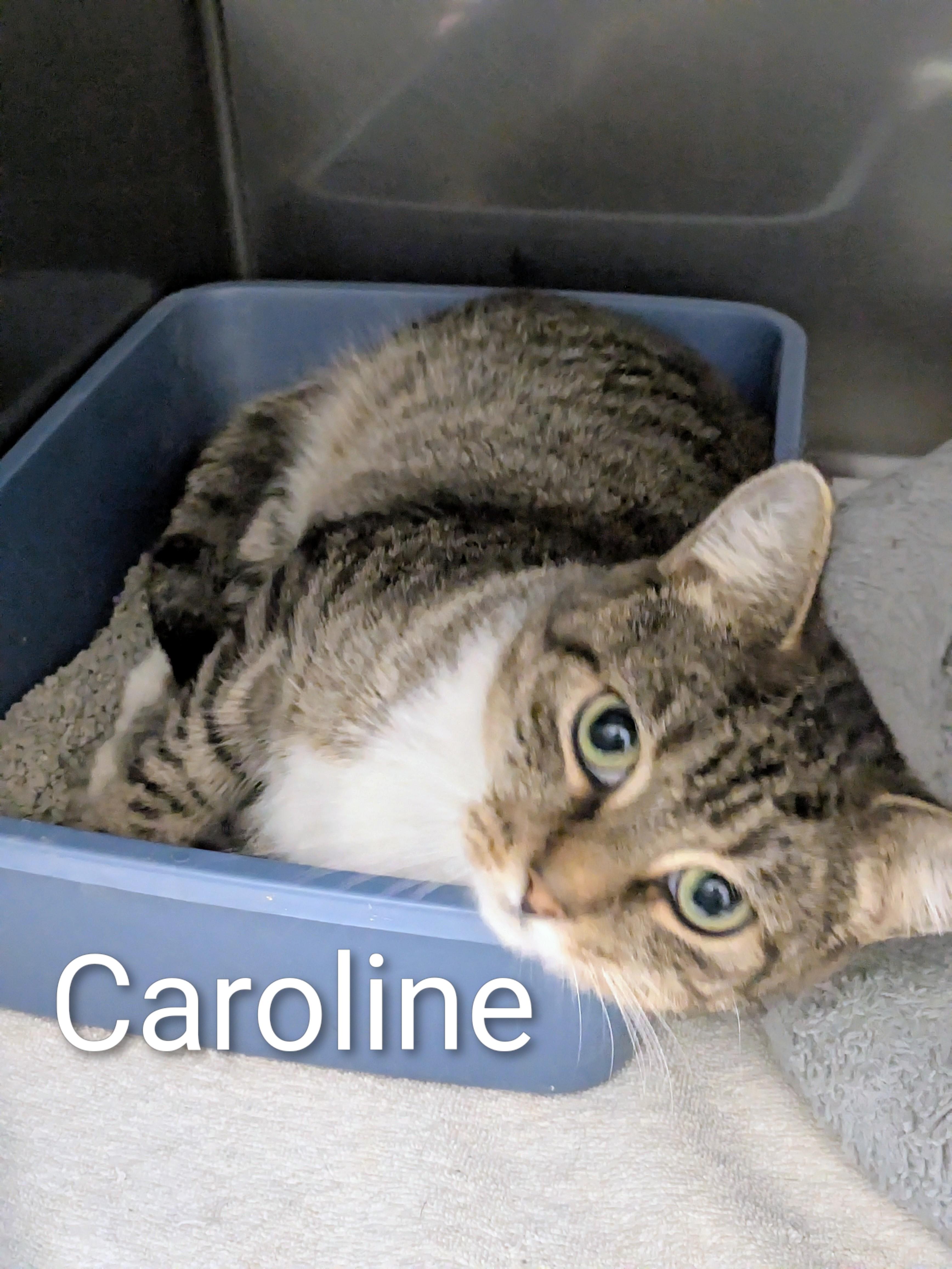 Enlarge Caroline, a Adoptable mixed breed in Bedford, VA image 1/1