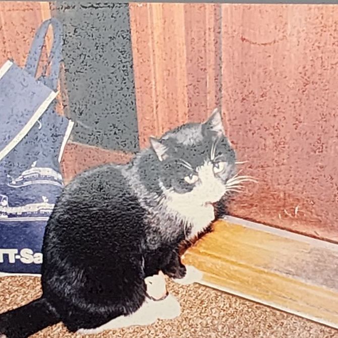 Enlarge Molly, a Adoptable Domestic Short Hair in Joshua Tree , CA image 1/2