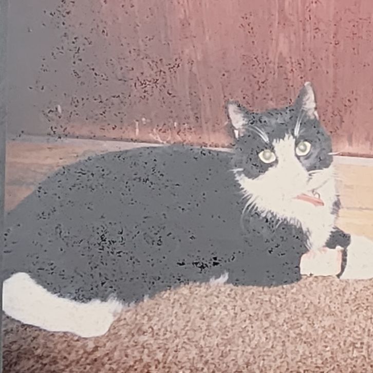 Enlarge Molly, a Adoptable Domestic Short Hair in Joshua Tree , CA image 2/2