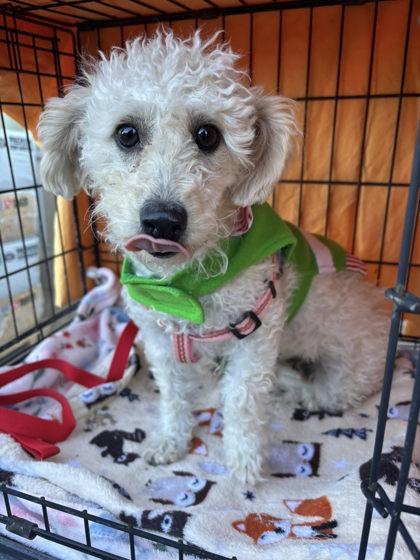 CoCo, ADOPTABLE, Adult Female Poodle.