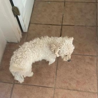 Enlarge CoCo, a ADOPTABLE mixed breed in Deming, NM image 4/4