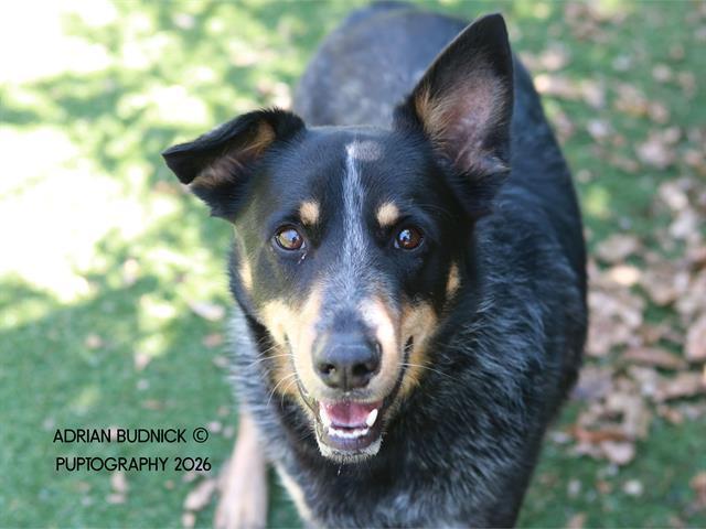 Dubstep, ADOPTABLE, Adult Male Mixed Breed.
