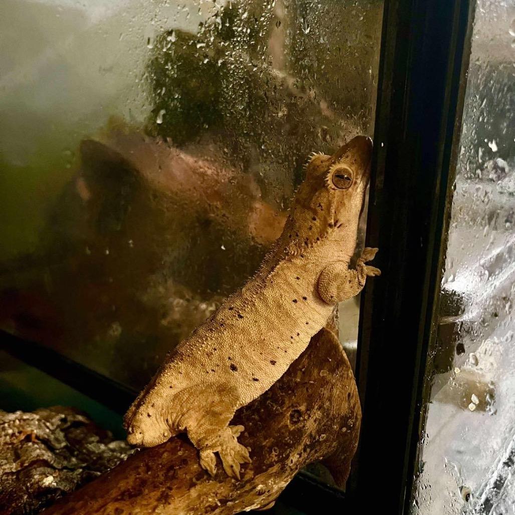 Freckles, Adoptable, Adult Female Gecko.