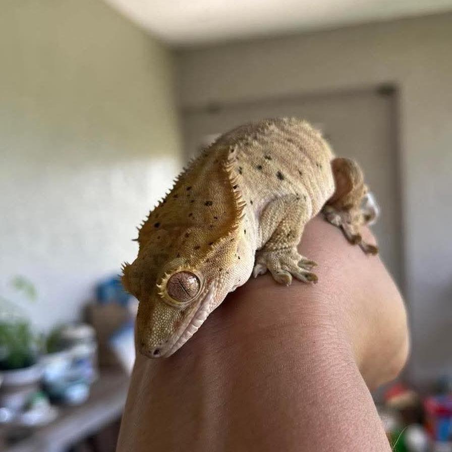 Enlarge Freckles, a Adoptable Gecko in Lutz, FL image 3/5