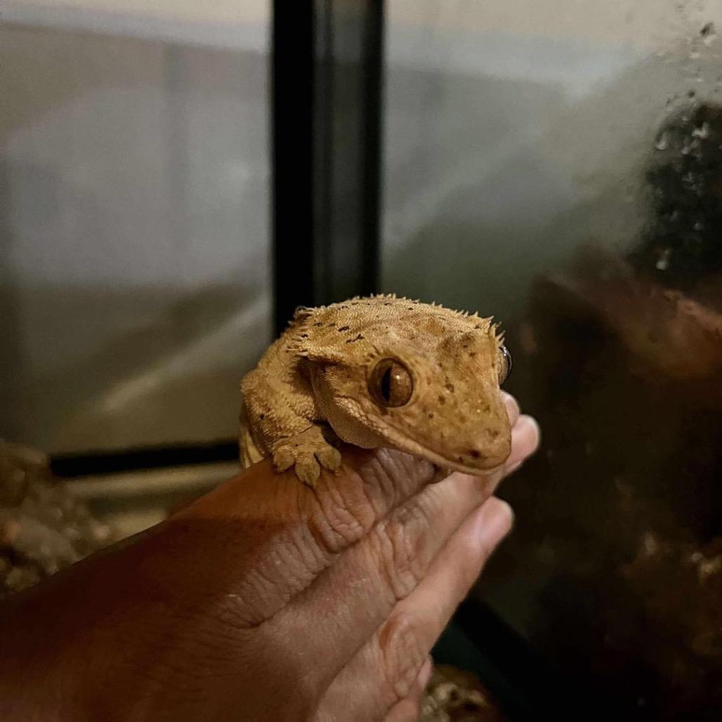 Enlarge Freckles, a Adoptable Gecko in Lutz, FL image 4/5