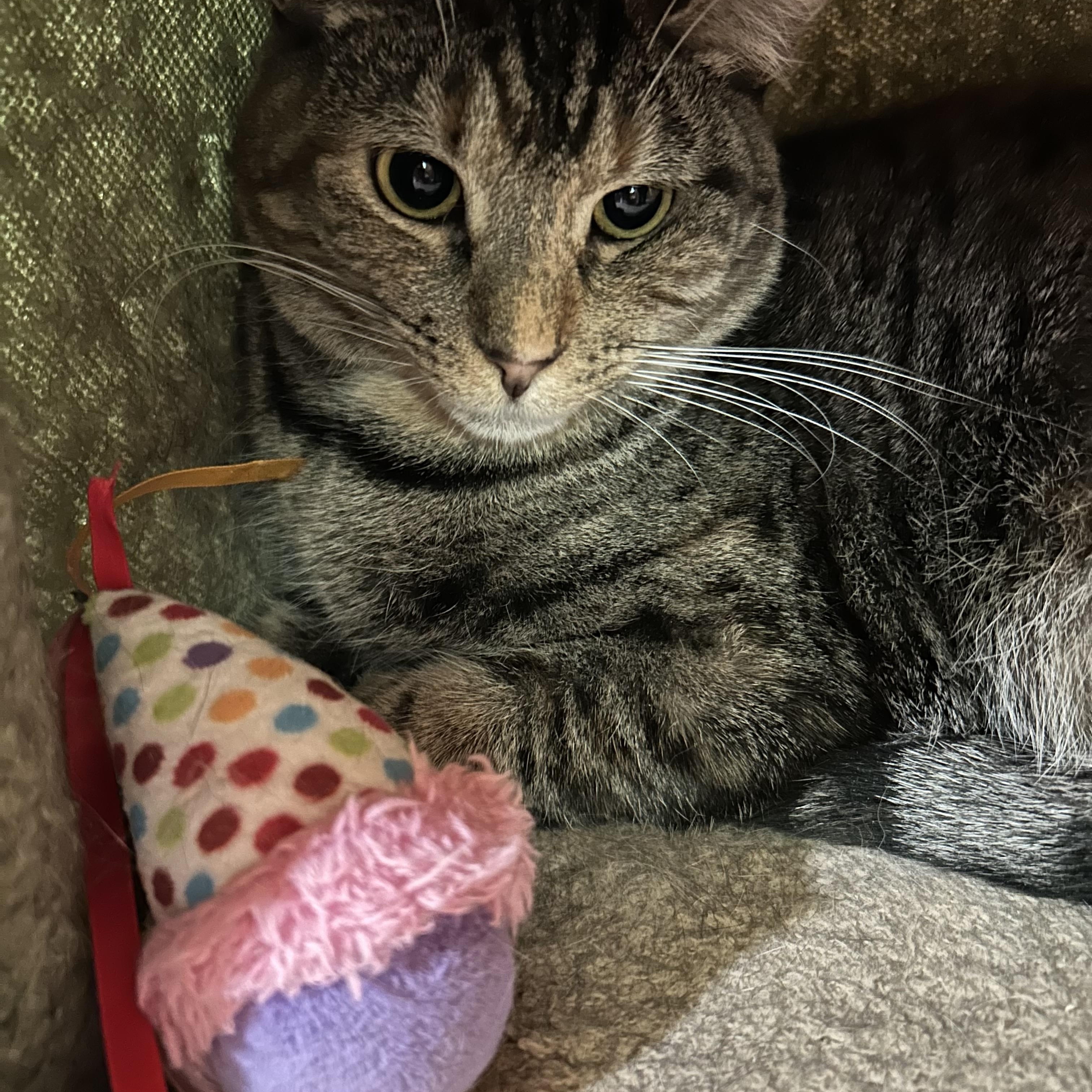 Lambchop, a Adoptable Torbie in North Huntingdon, PA image 4/5