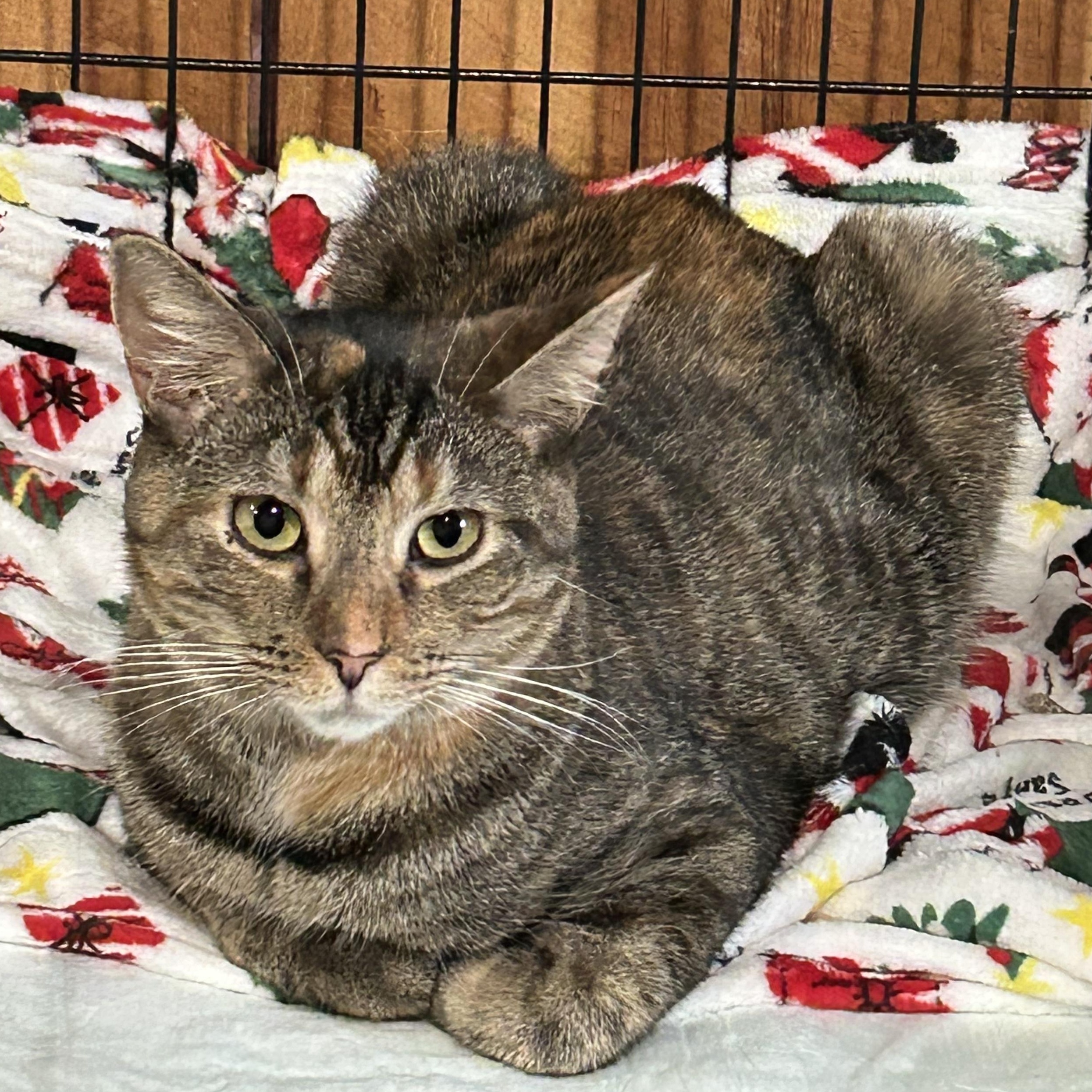 Lambchop, Adoptable, Young Female Torbie.